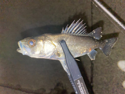 短時間ライトゲーム