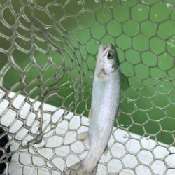 短時間トラウト