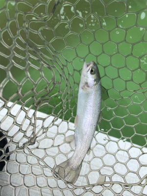 短時間トラウト