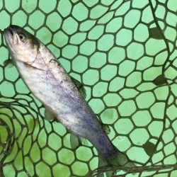 エリアトラウト