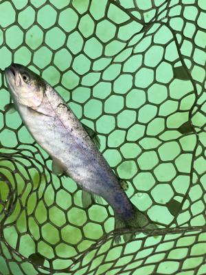 エリアトラウト