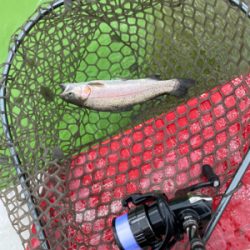 服部緑地で放流魚を釣りました。