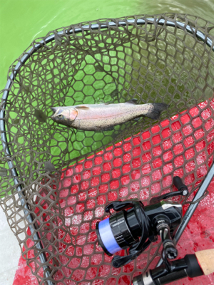 服部緑地で放流魚を釣りました。