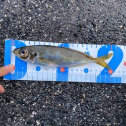 アジング、メバリング