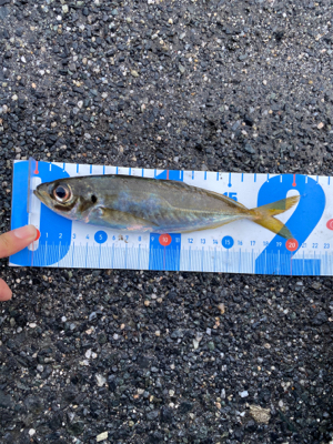 アジング、メバリング