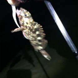 癒しのガッシー