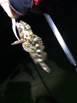 癒しのガッシー