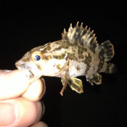 ガシラ、タケノコ