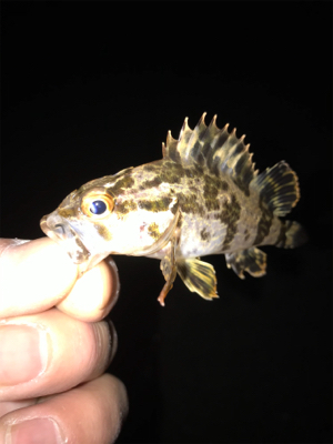 ガシラ、タケノコ