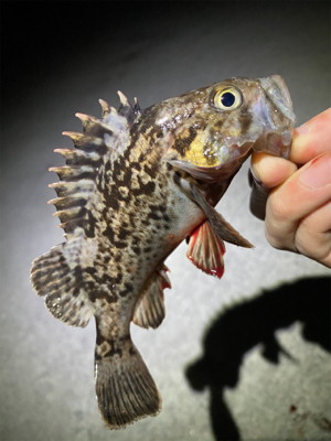 常夜灯プラッギング