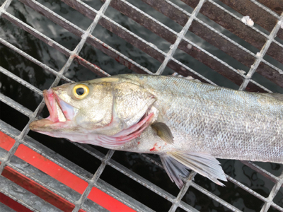 爆釣の釣り公園？