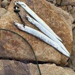 ミノーでタチウオ