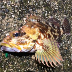 カサゴと豆アジ