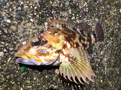 カサゴと豆アジ