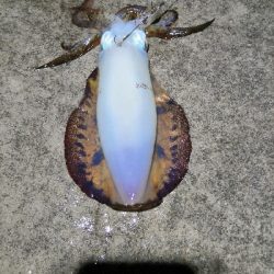 アオリヤエンでゲット