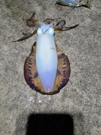 アオリヤエンでゲット