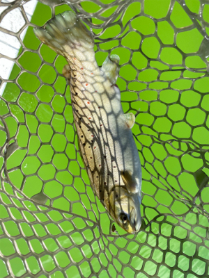 トラウト最高‼︎