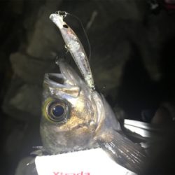 プラッキングメバル