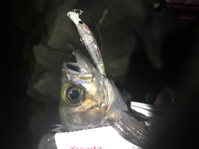 プラッキングメバル