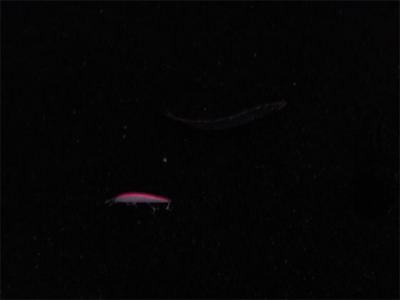 カマスです！！