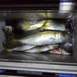 1/21釣果デカアジ大漁！アオリイカ！