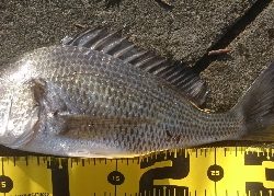 河口は やはりキビレか