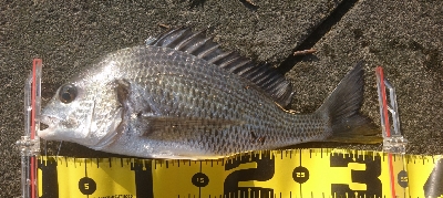 河口は やはりキビレか