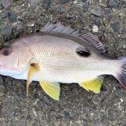 朝日を見ながら