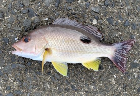 朝日を見ながら