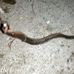 厳寒期でもアナゴはボーズ無し