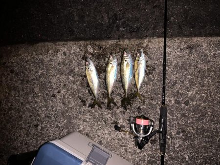 初釣りアジング　思わぬ来客