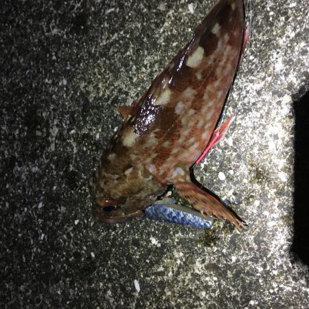 ガシラ良型連発