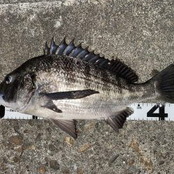 イチノ兄弟、釣果！