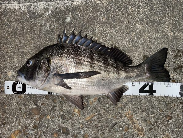 イチノ兄弟、釣果！