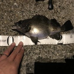 アジングって一体…