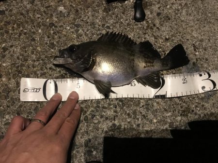 アジングって一体…