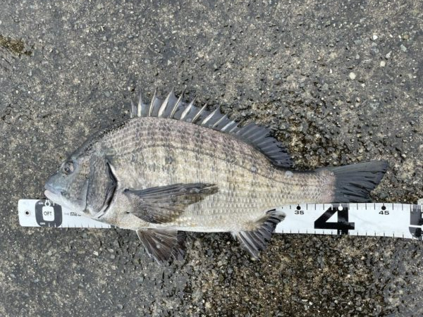 イチノ兄弟、釣果!