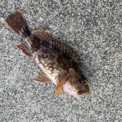 朝まずめ30分勝負！