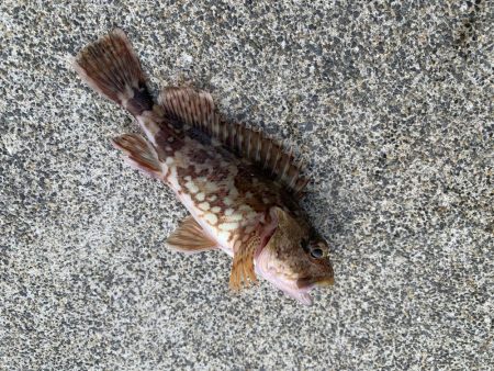 朝まずめ30分勝負！