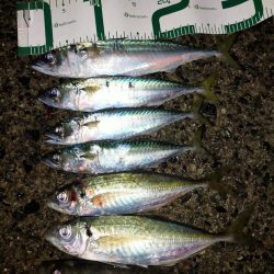 サイズが出ないなあ