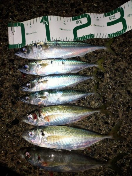 サイズが出ないなあ