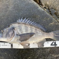 イチノ兄弟、釣果!