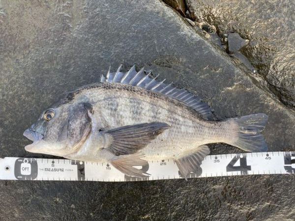 イチノ兄弟、釣果!