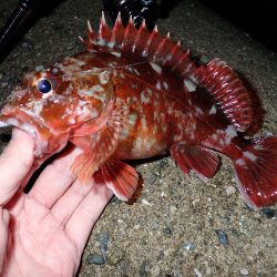 メバルとガシラ