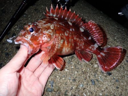 メバルとガシラ