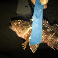 メバリング開幕戦