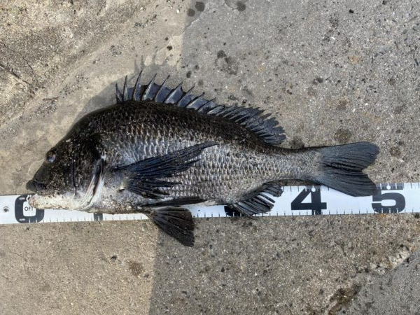 イチノ兄弟、釣果！