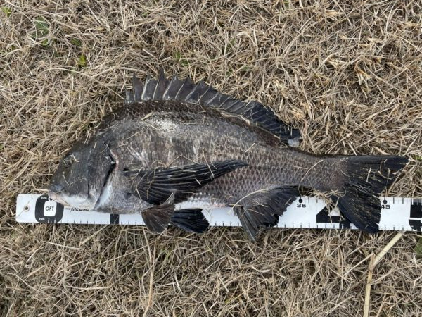 イチノ兄弟、釣果！