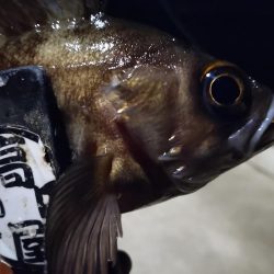 メバル好調！！