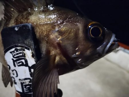 メバル好調！！